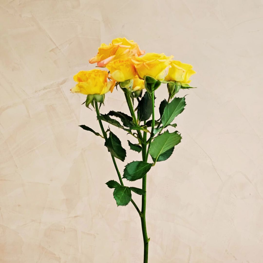 yellow spray rose